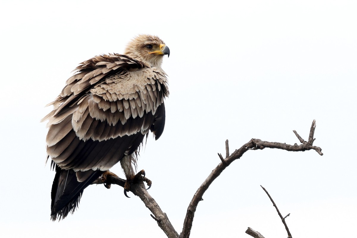 Águila Rapaz - ML640583264