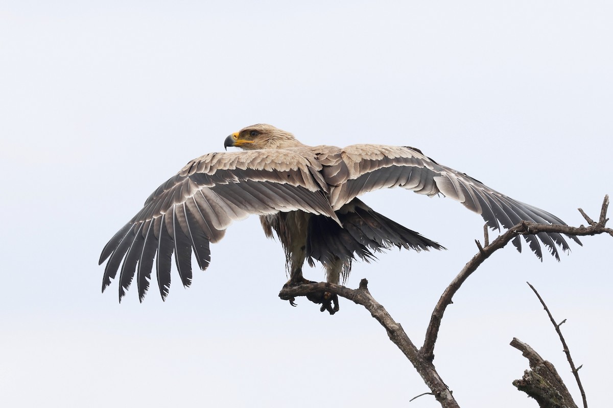 Águila Rapaz - ML640583265