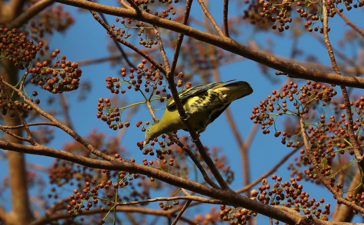 Philippine Green-Pigeon - ML640583266