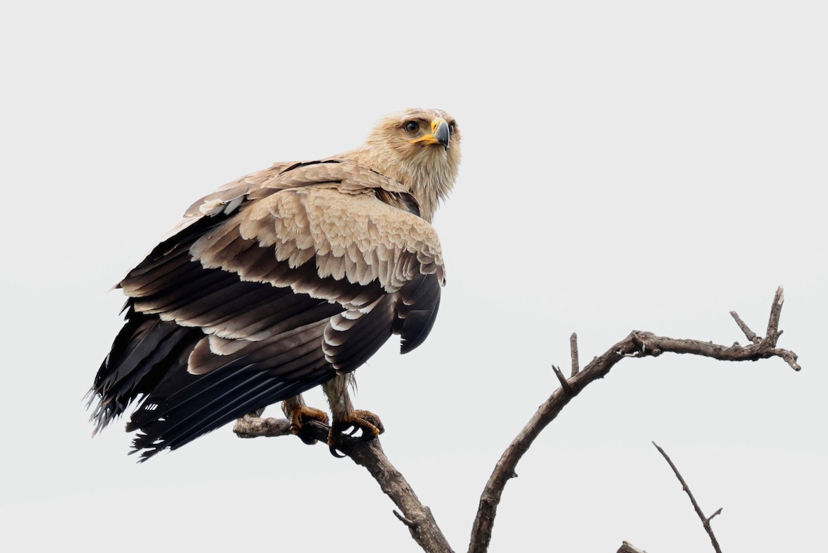 Águila Rapaz - ML640583270