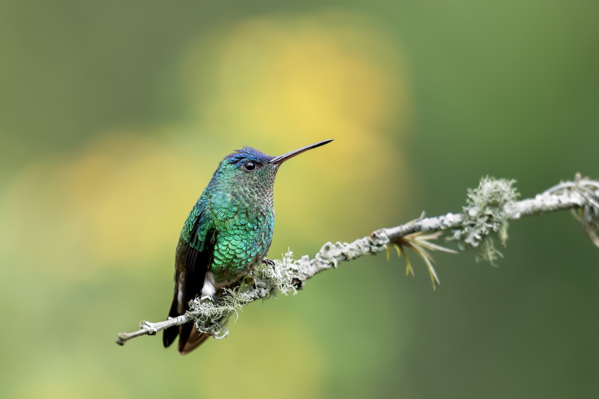 Indigo-capped Hummingbird - ML640583290
