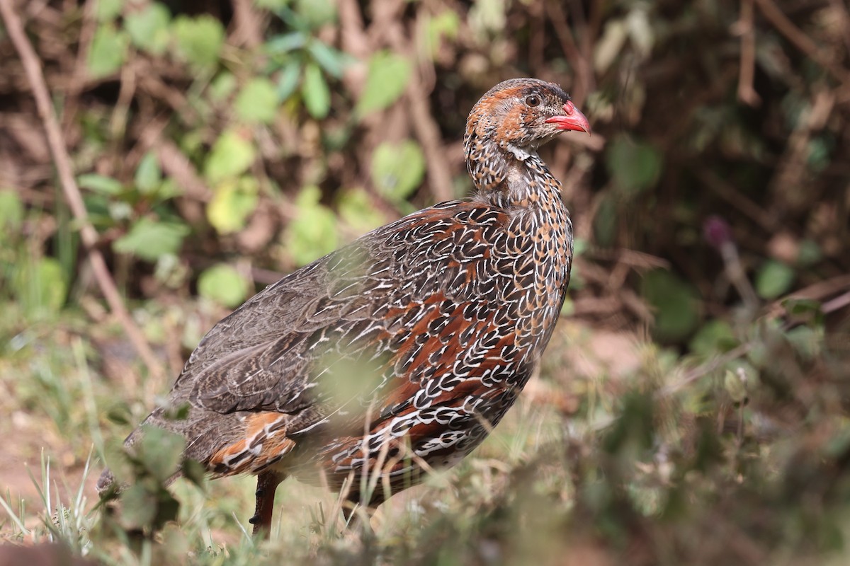 Chestnut-naped Spurfowl - ML640583291