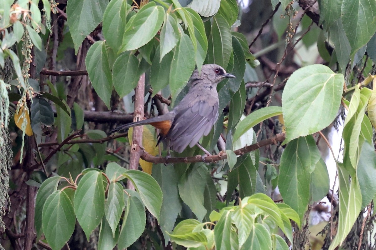 Abyssinian Catbird - ML640583295