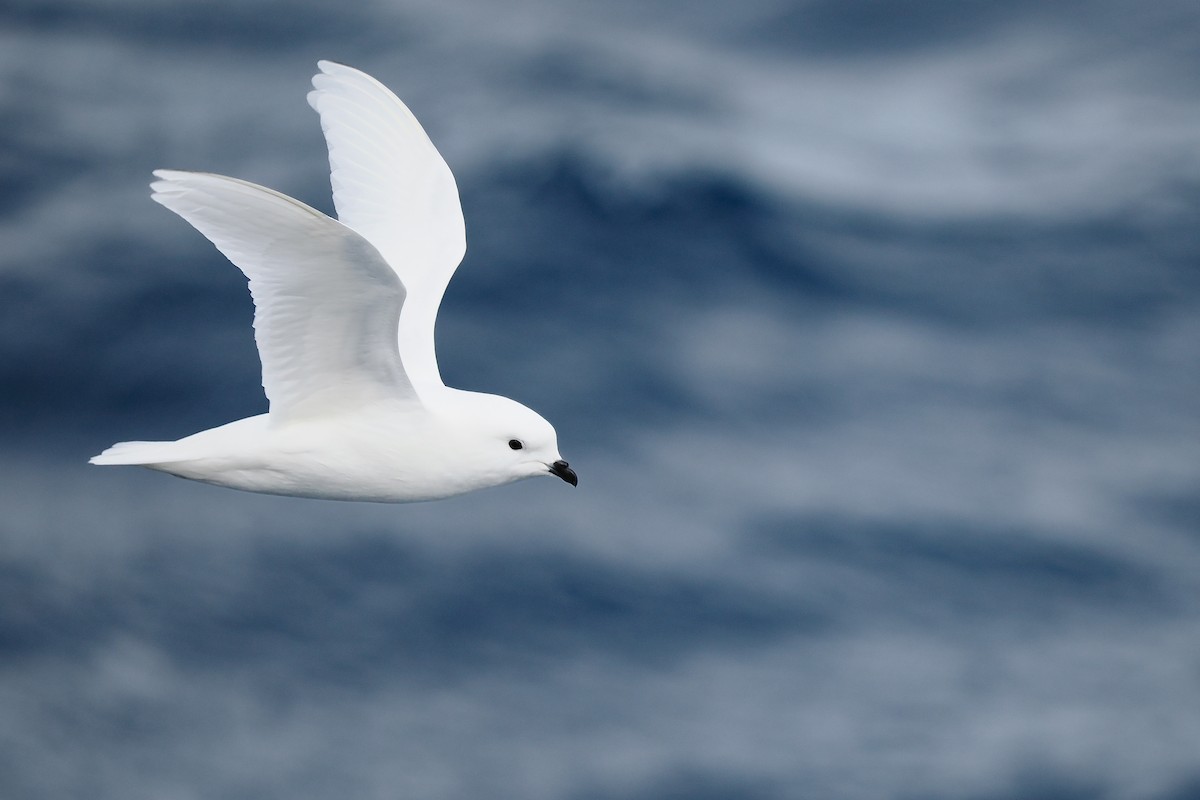 Snow Petrel - ML640583313