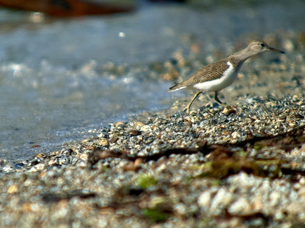 Spotted Sandpiper - ML640583317