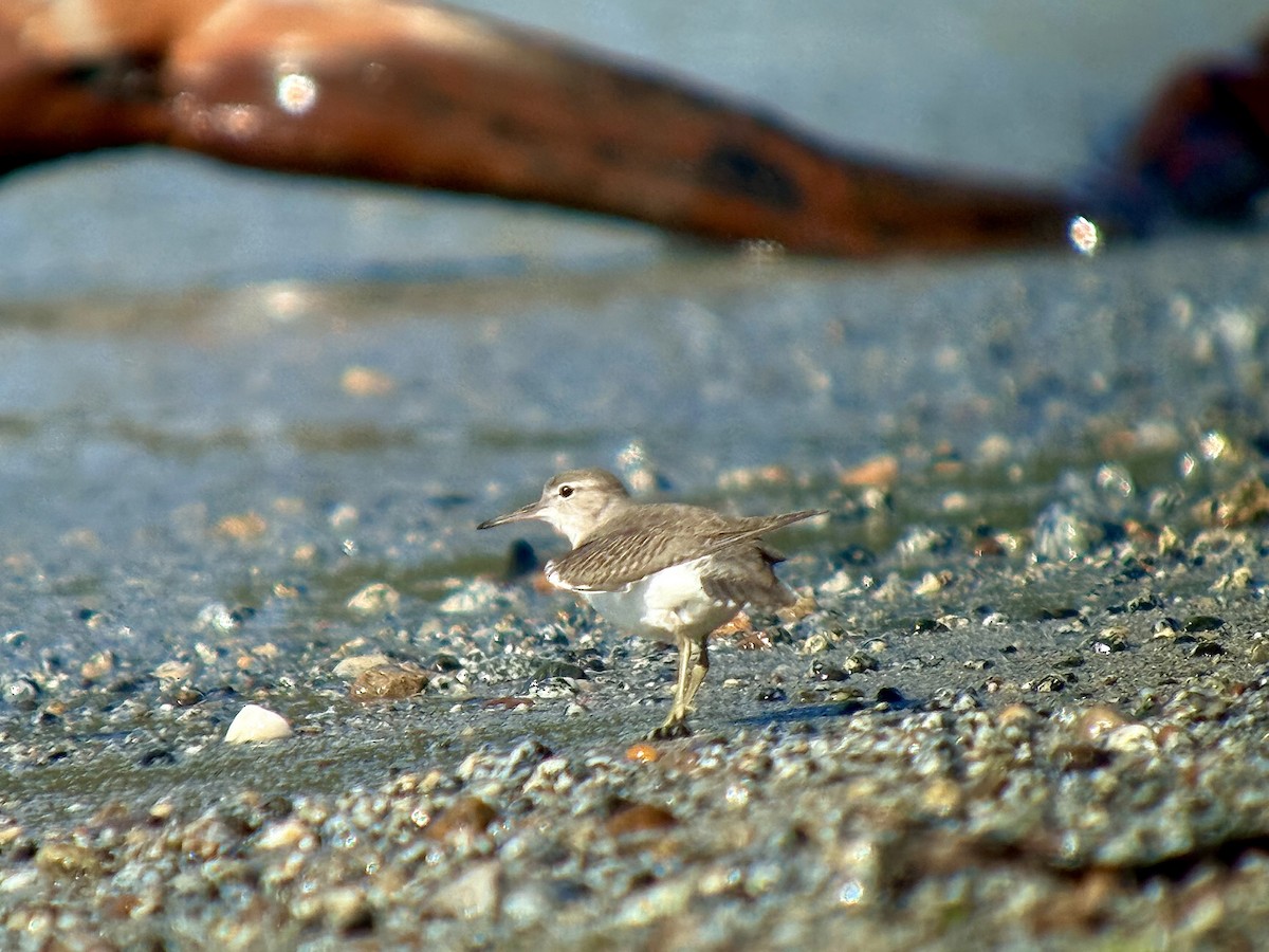 Spotted Sandpiper - ML640583318