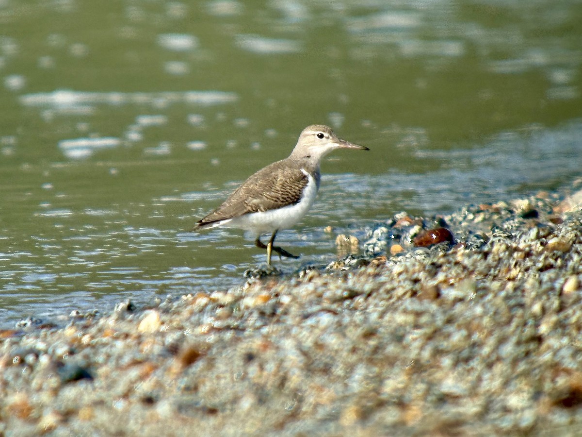 Spotted Sandpiper - ML640583319