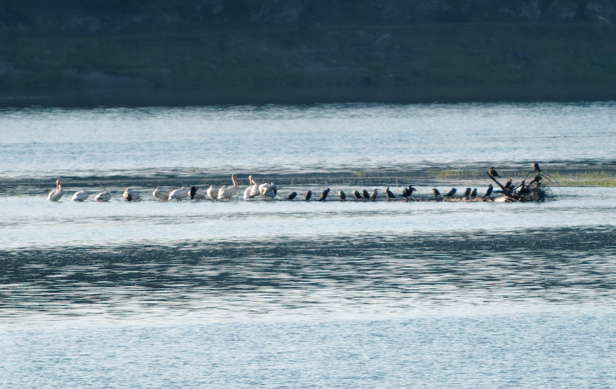 Double-crested Cormorant - ML640583322