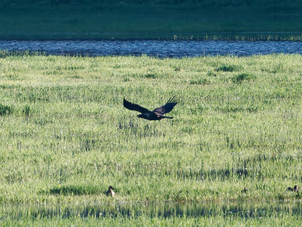 Bald Eagle - ML640583329