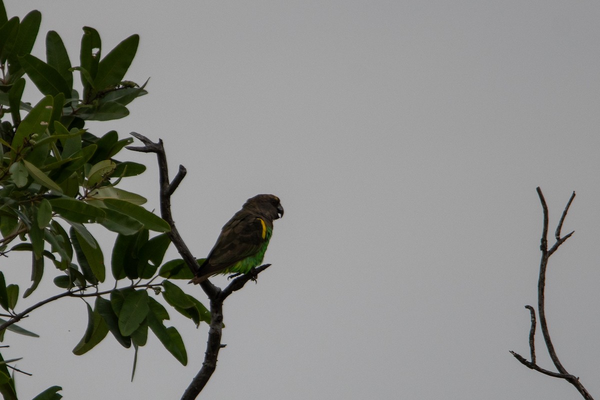 Meyer's Parrot - ML640583330