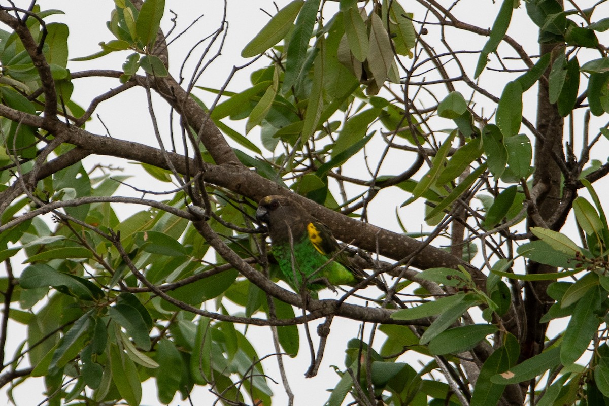 Meyer's Parrot - ML640583331