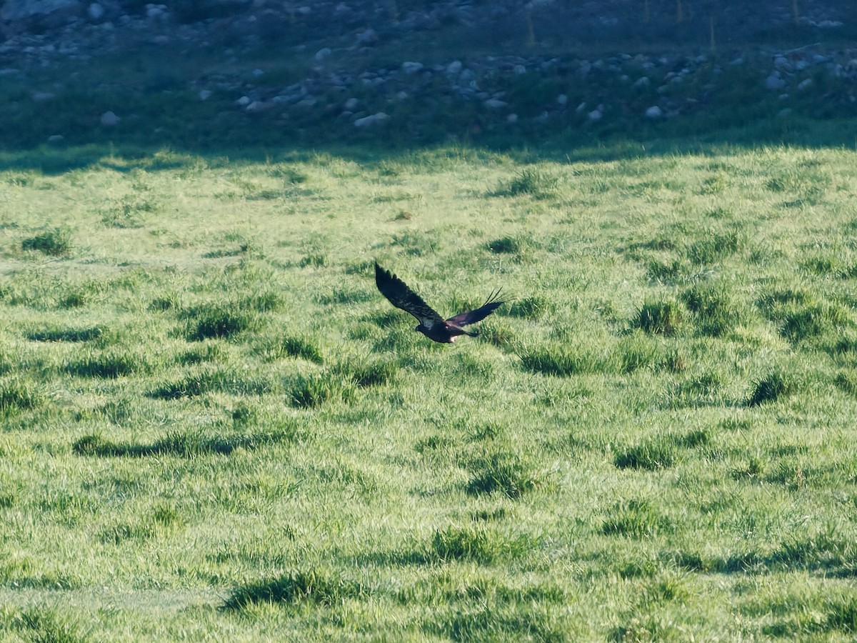 Bald Eagle - ML640583332