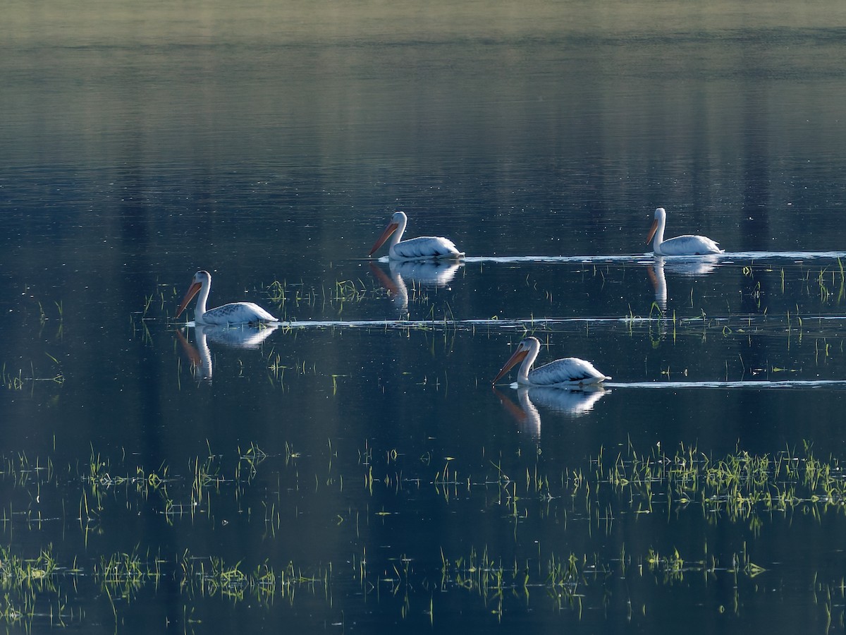 American White Pelican - ML640583333
