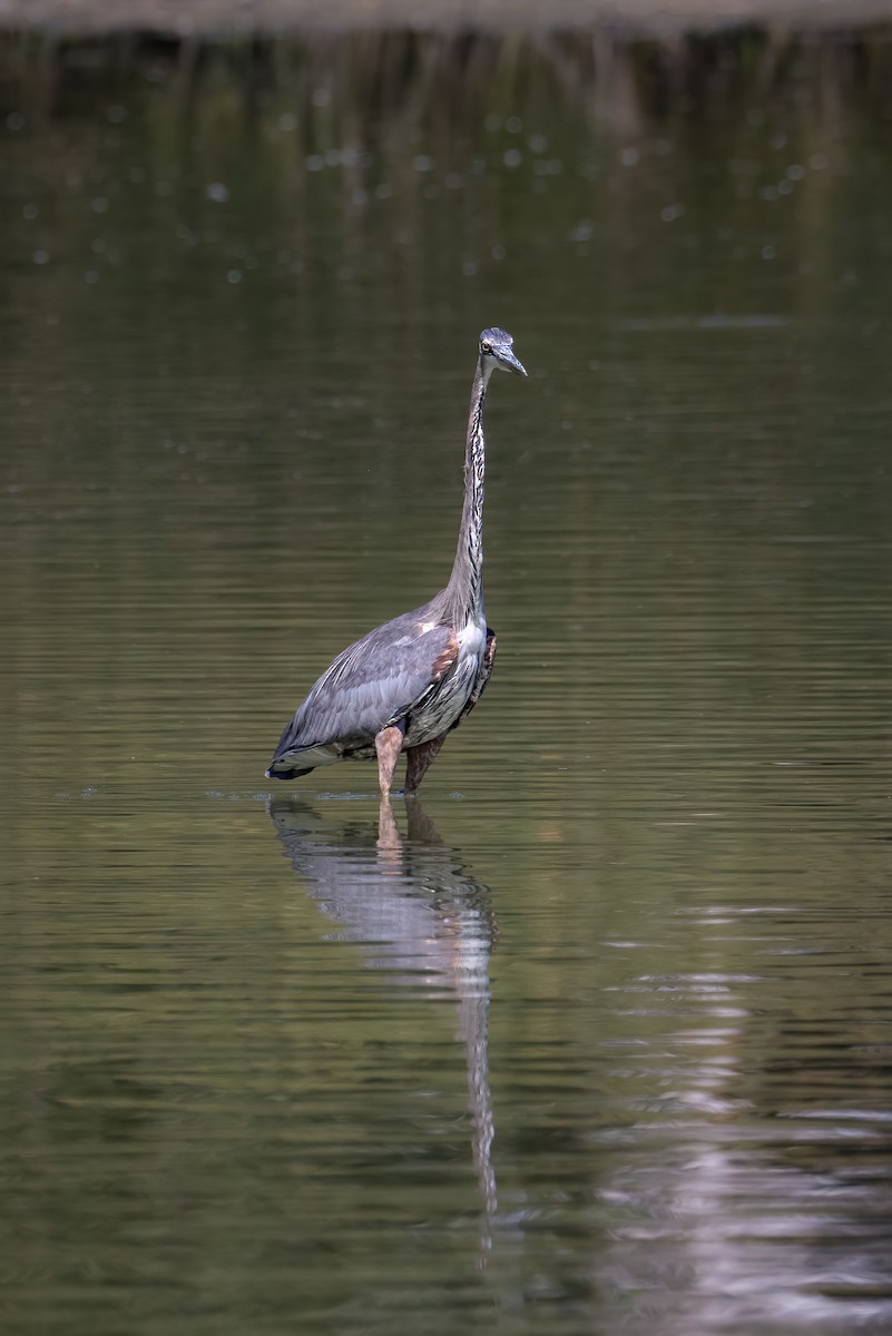 Great Blue Heron - ML640583364