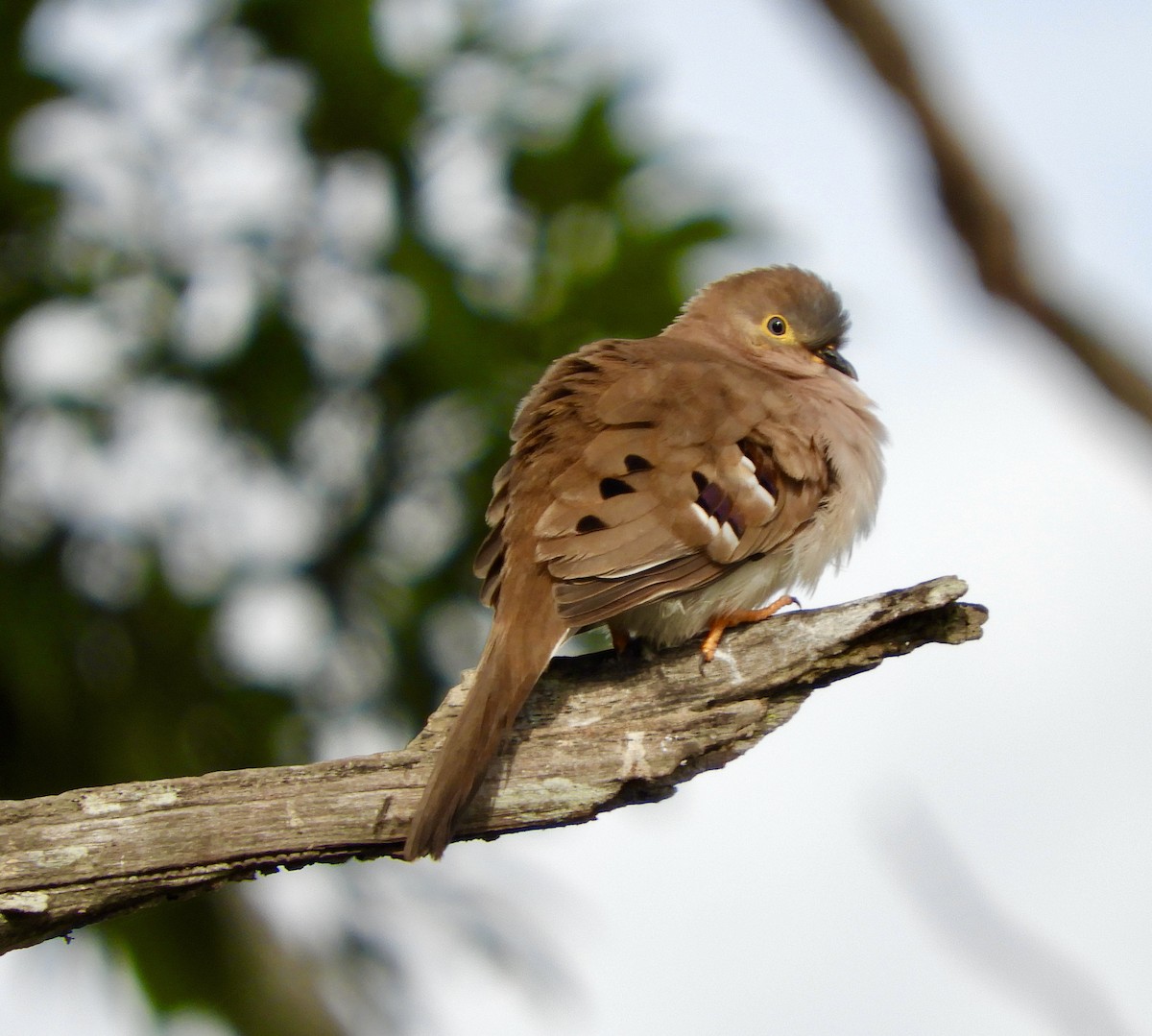 Long-tailed Ground Dove - ML640583369