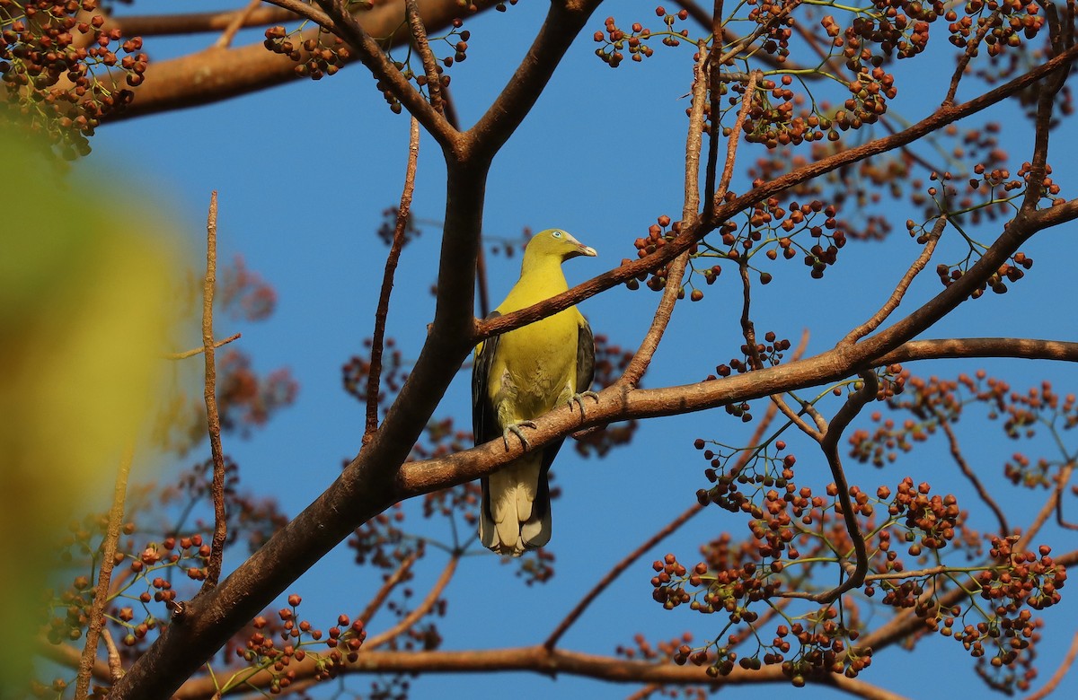 Philippine Green-Pigeon - ML640583370