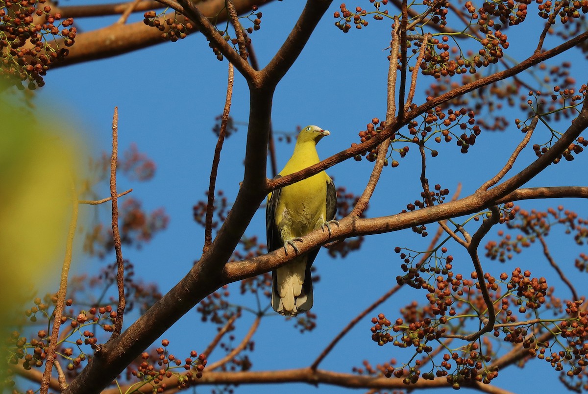 Philippine Green-Pigeon - ML640583439