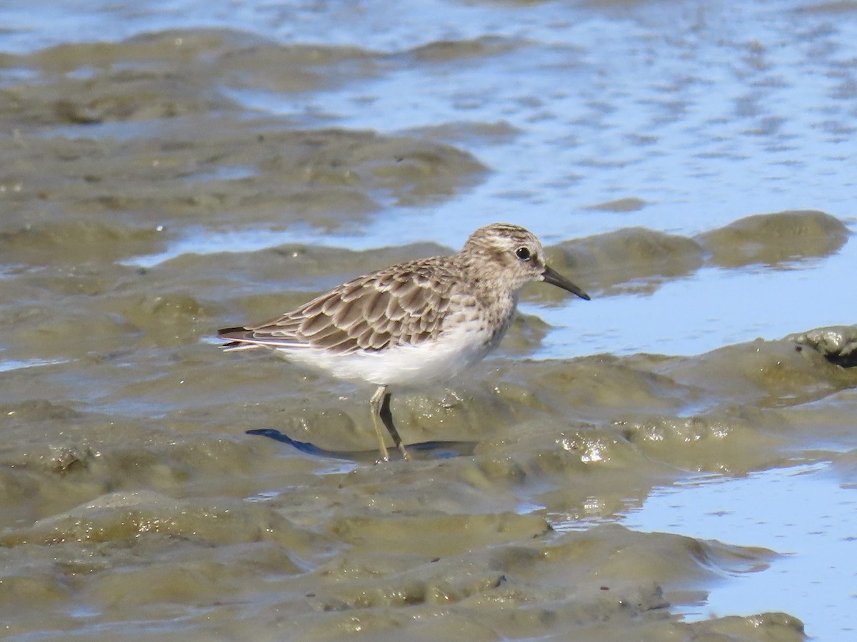 Least Sandpiper - ML640583487
