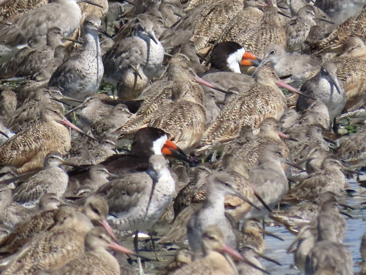 Black Skimmer - ML640583504