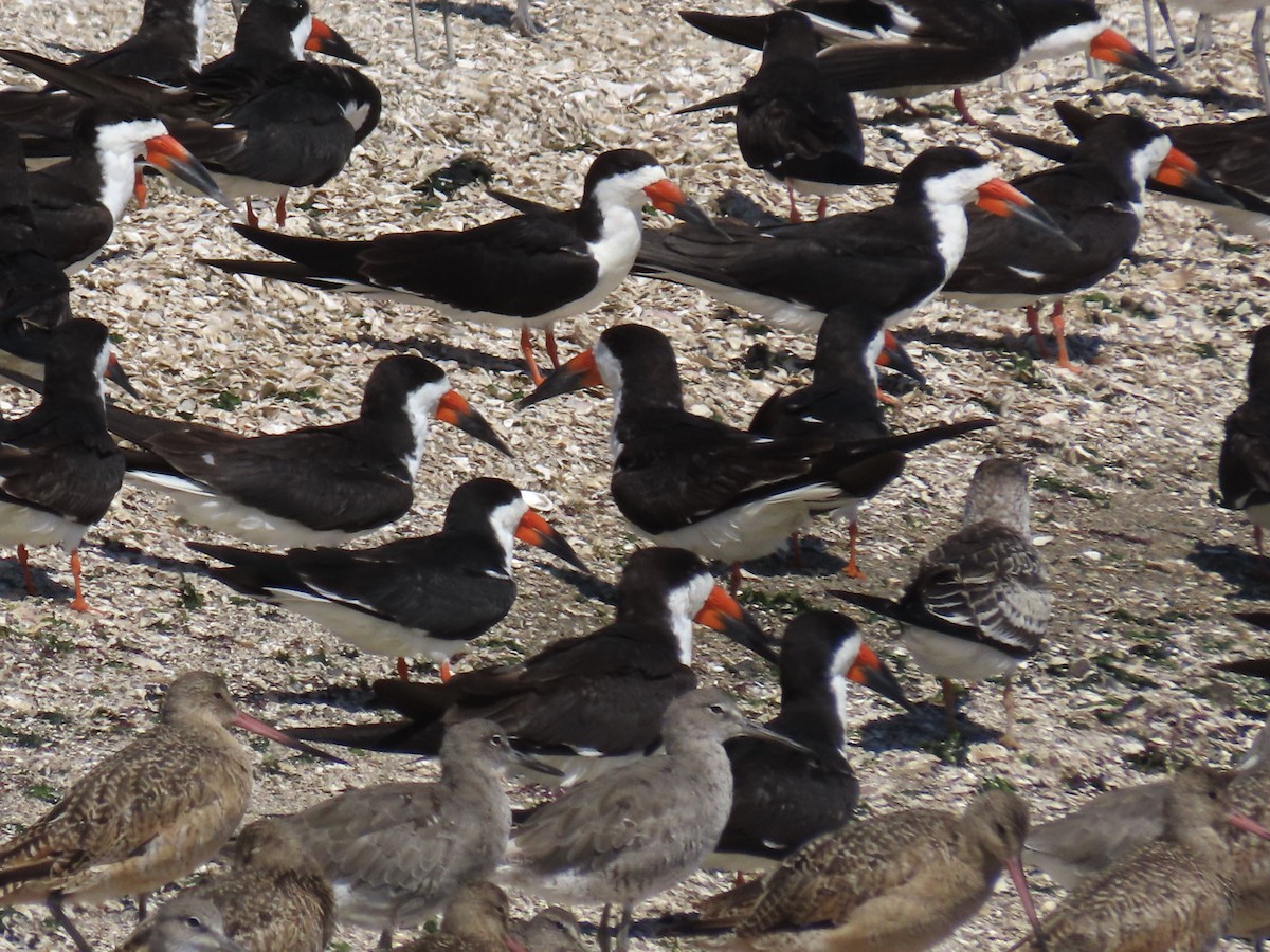 Black Skimmer - ML640583505