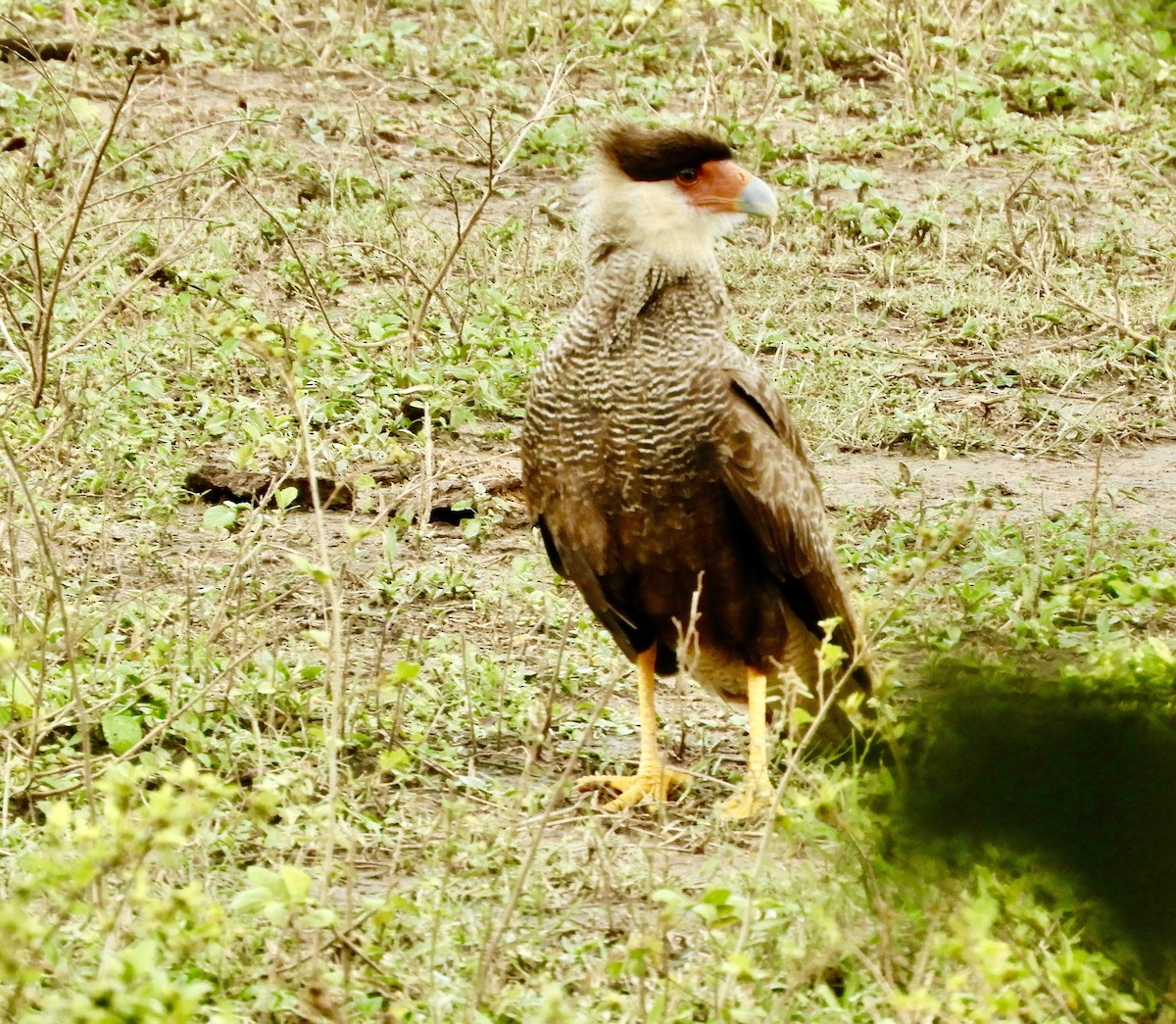 Crested Caracara (Southern) - ML640583549