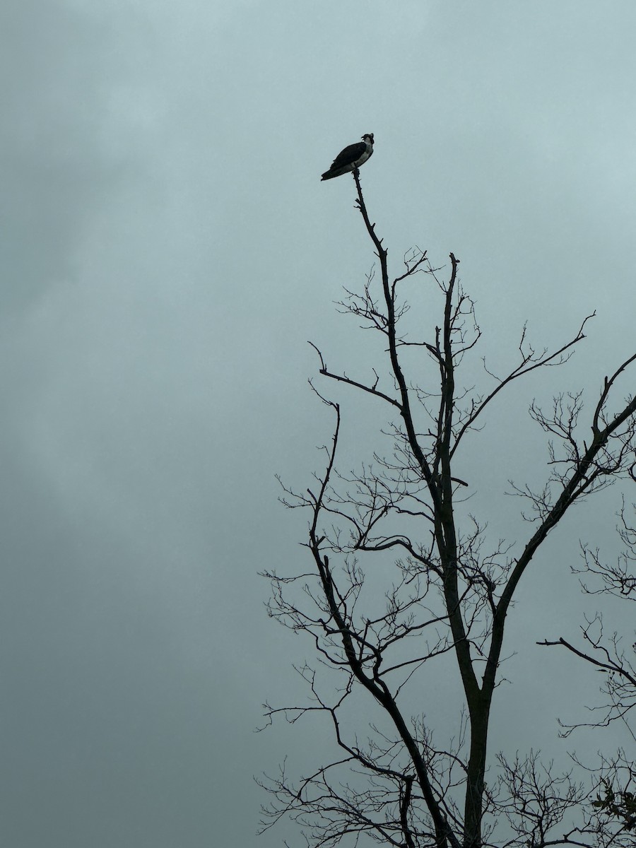 orlovec říční - ML640583617