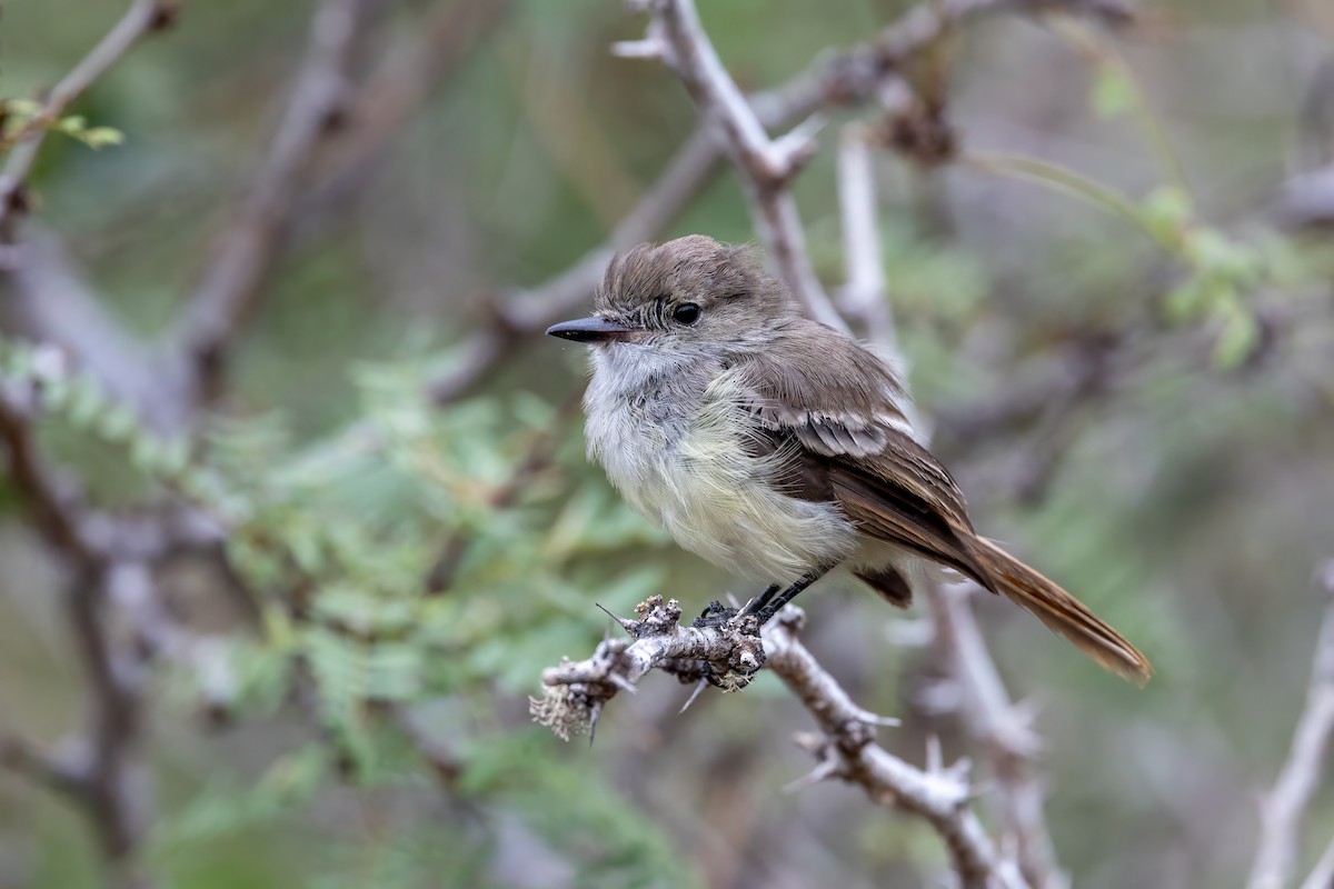 Tyran des Galapagos - ML640583622