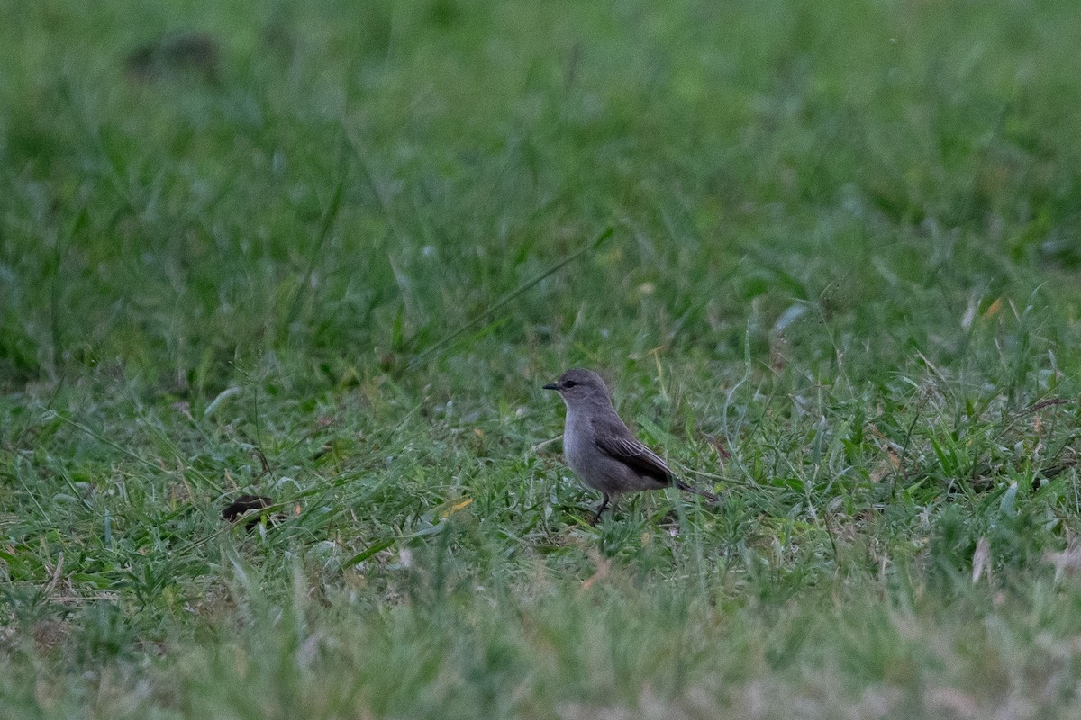 African Gray Flycatcher - ML640583660