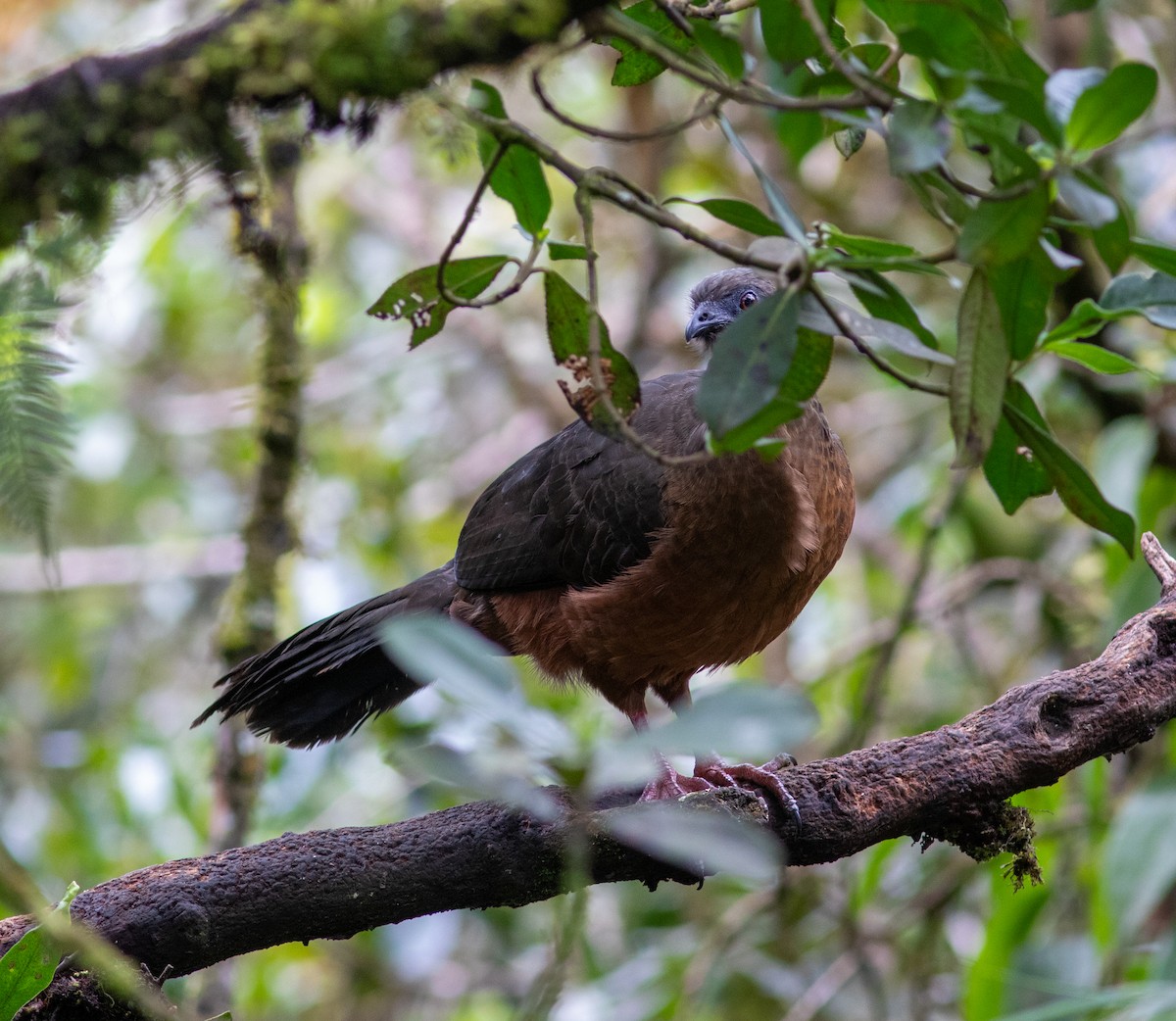 カマバネシャクケイ - ML640583685