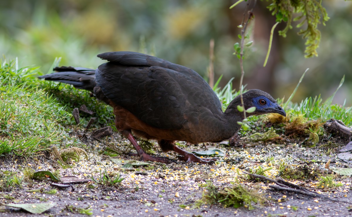 カマバネシャクケイ - ML640583686