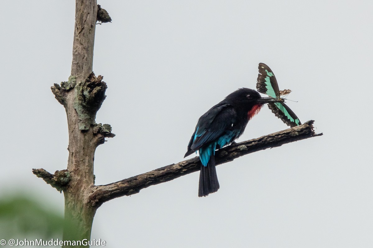 Black Bee-eater - ML640583692
