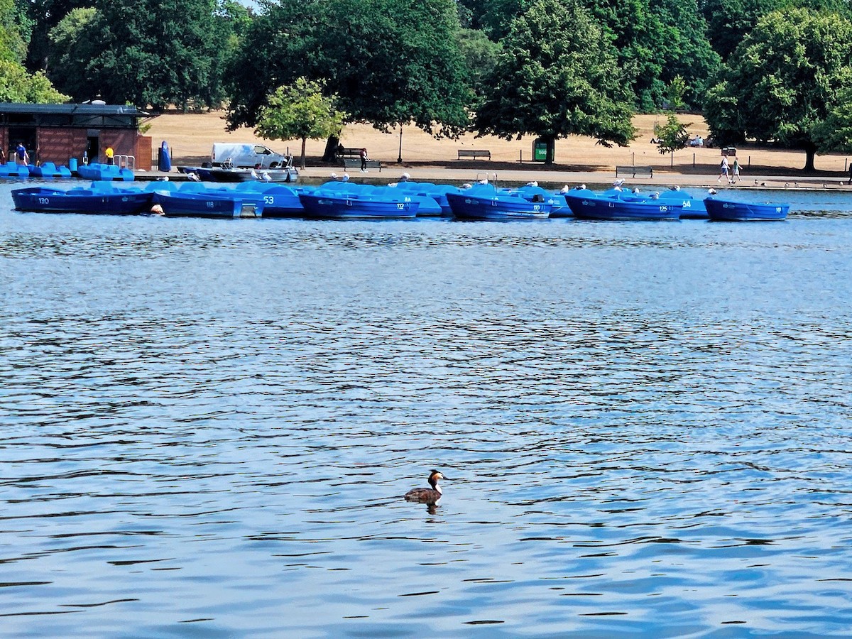 Great Crested Grebe - ML640583755