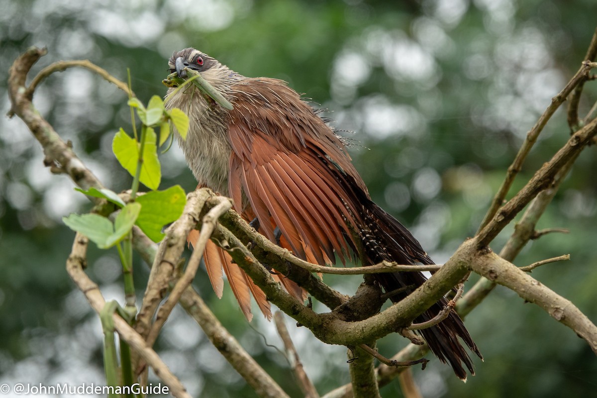 White-browed Coucal - ML640583792