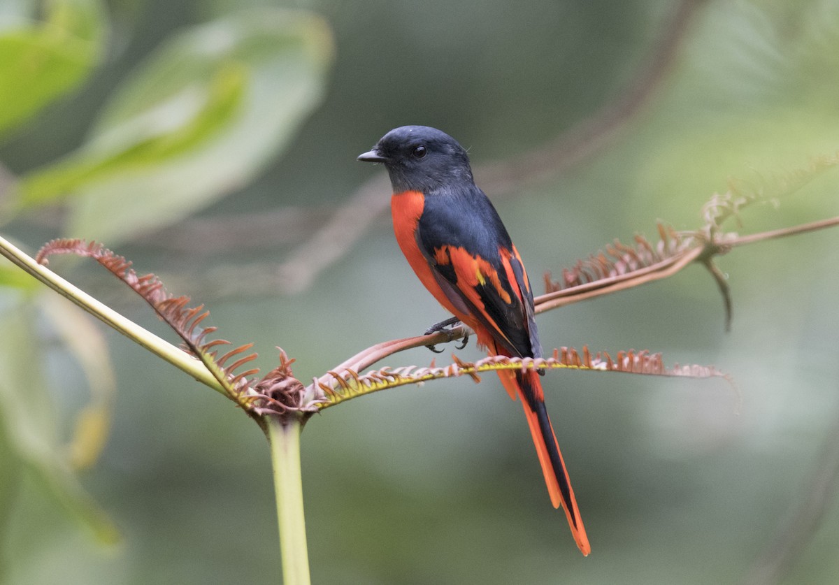 Gray-chinned Minivet - Ashraf Anuar Zaini