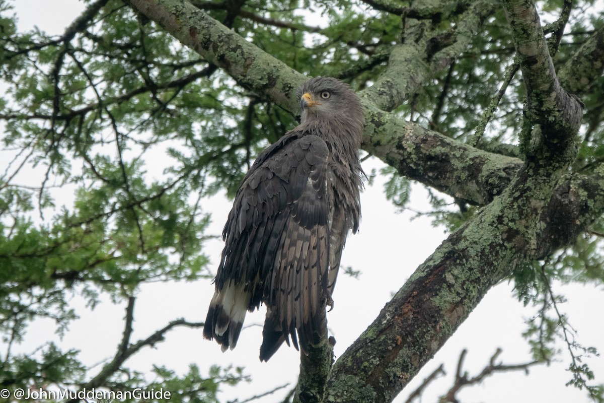 Western Banded Snake-Eagle - ML640583838