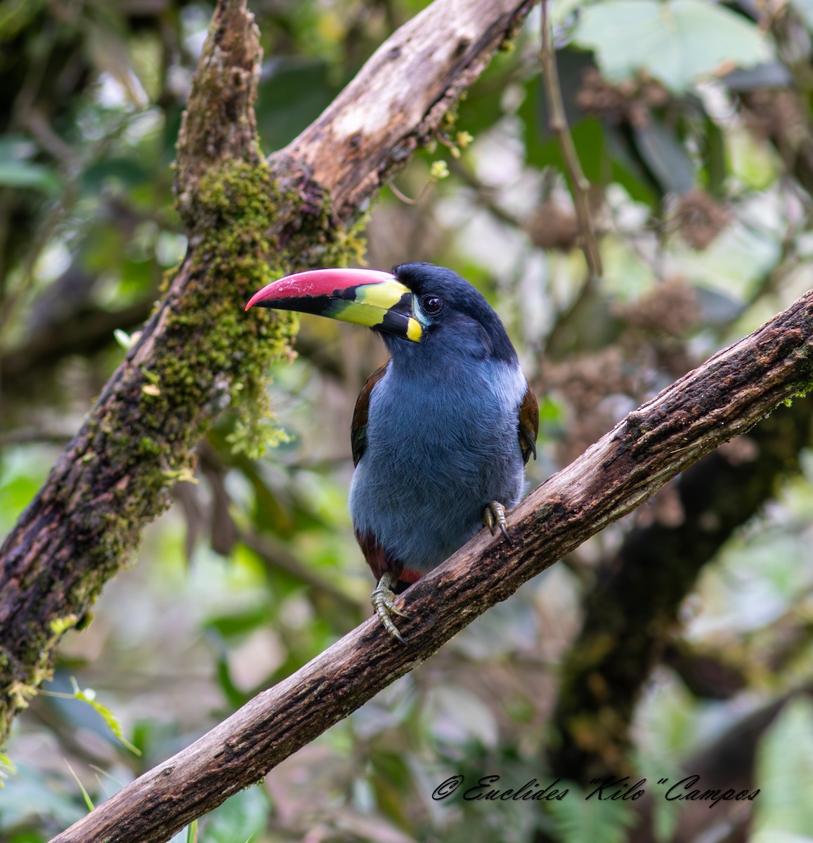 Gray-breasted Mountain-Toucan - ML640583851