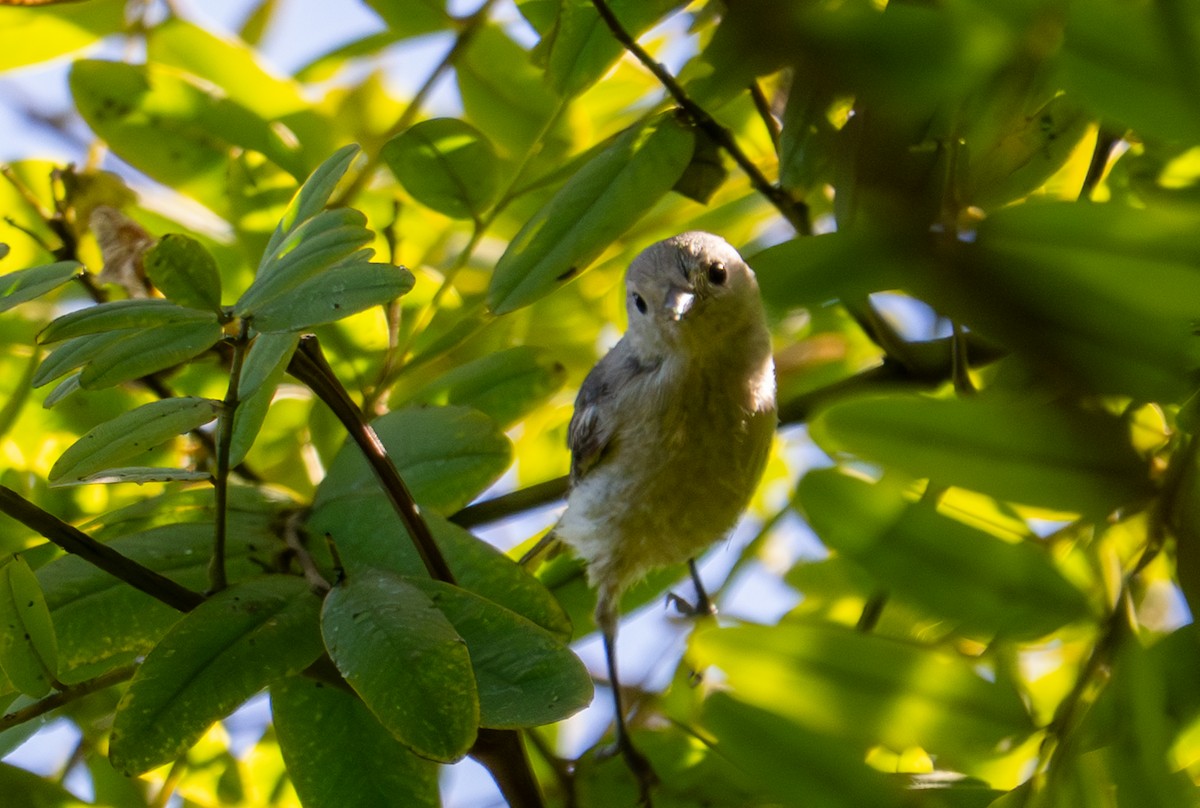 Lucy's Warbler - ML640583873