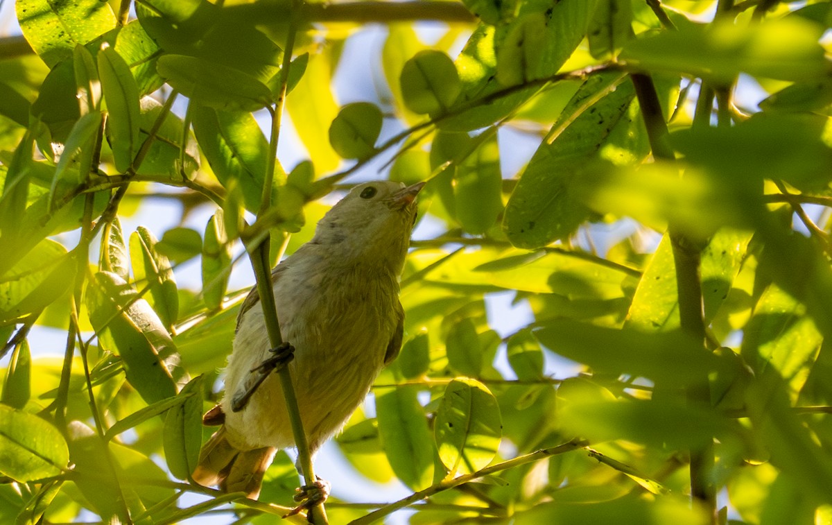 Lucy's Warbler - ML640583875