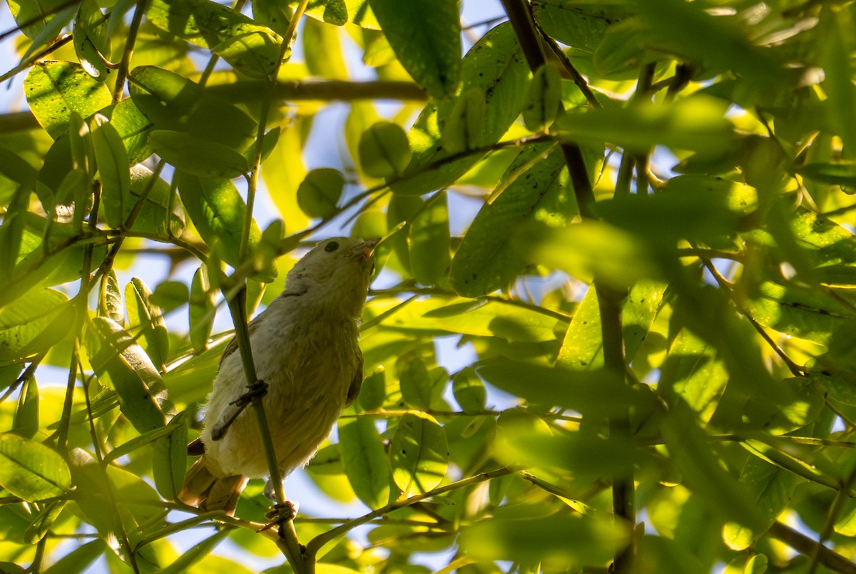 Lucy's Warbler - ML640583876