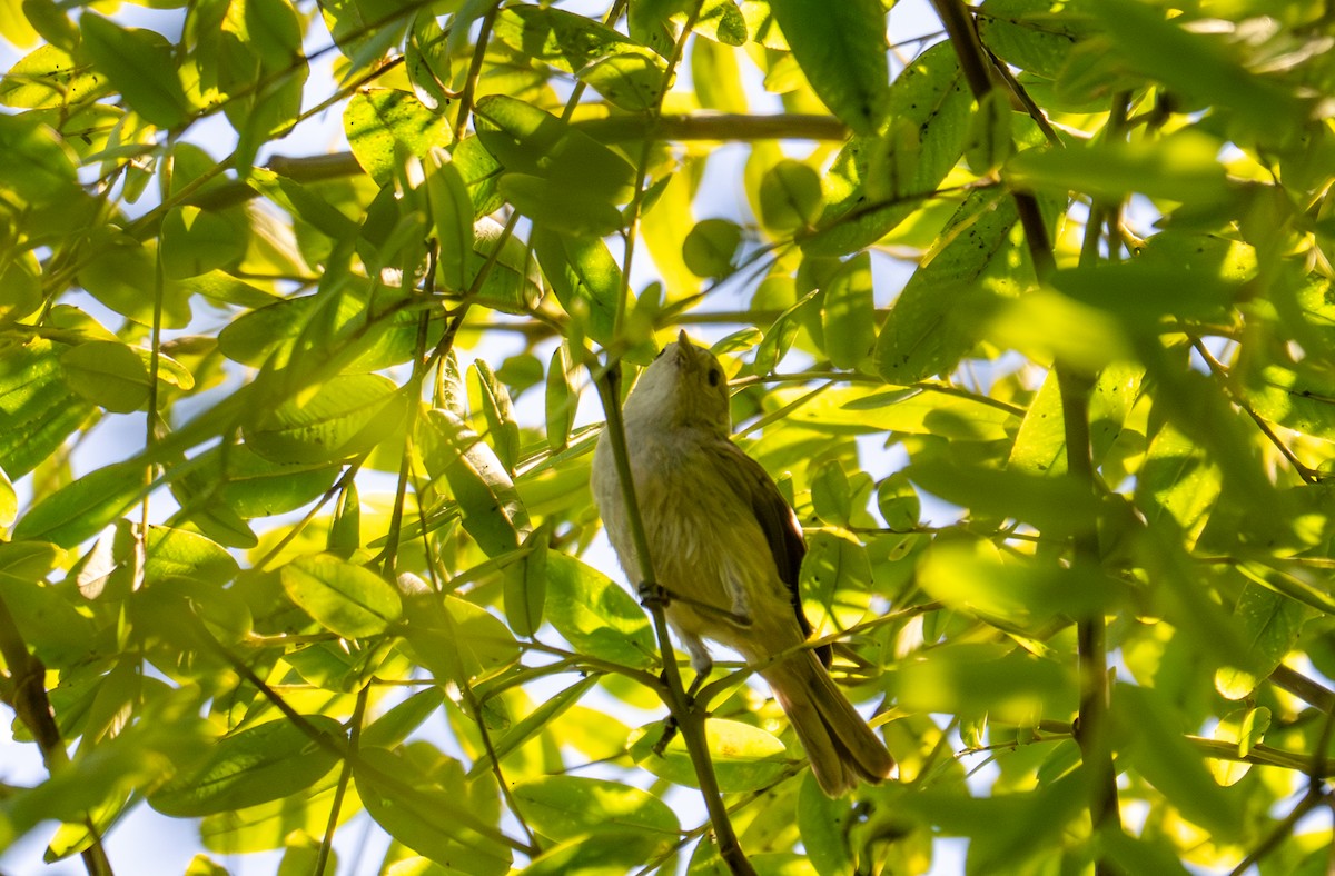 Lucy's Warbler - ML640583877