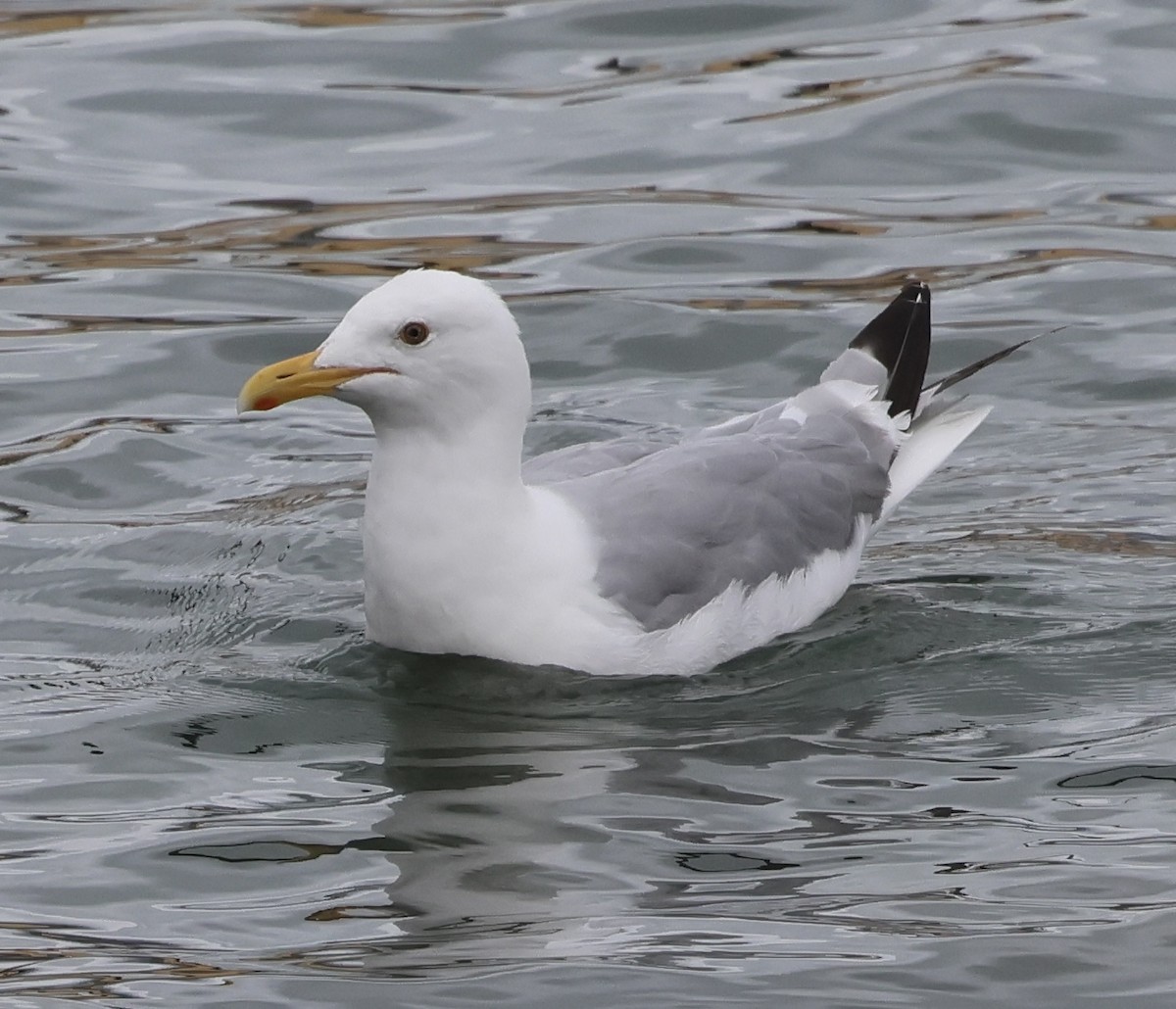 American Herring Gull - ML640583937