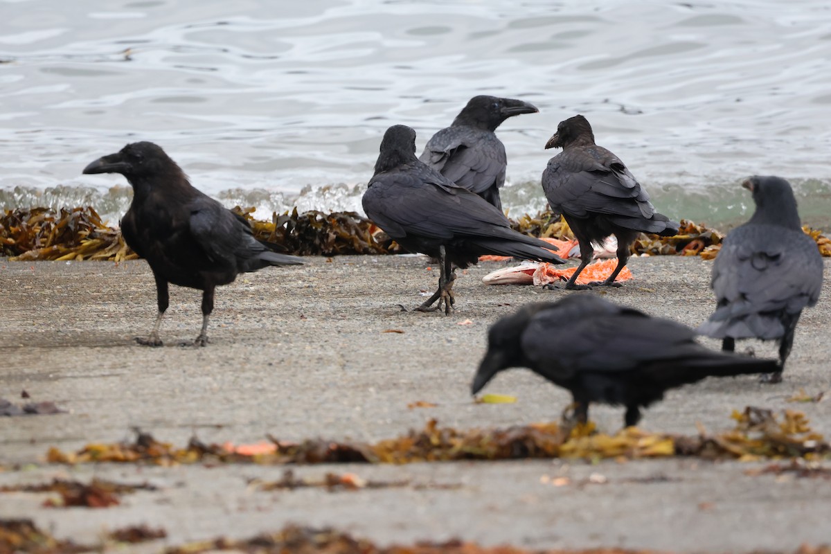 Хон хэрээ - ML640583975