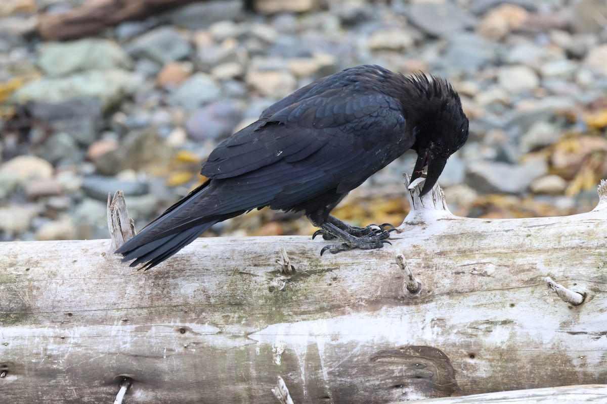 Хон хэрээ - ML640583976