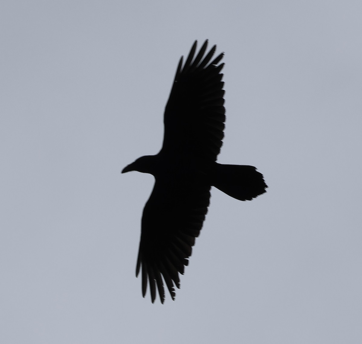 Хон хэрээ - ML640584001