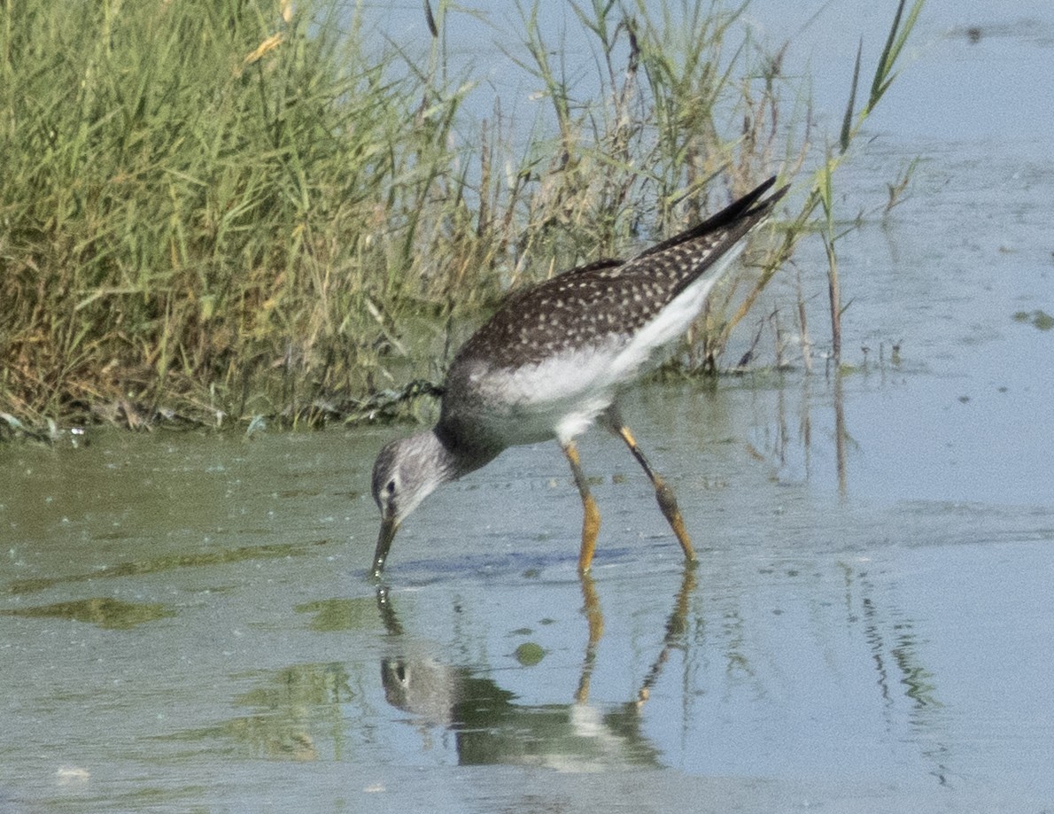 Lesser Yellowlegs - ML640584022