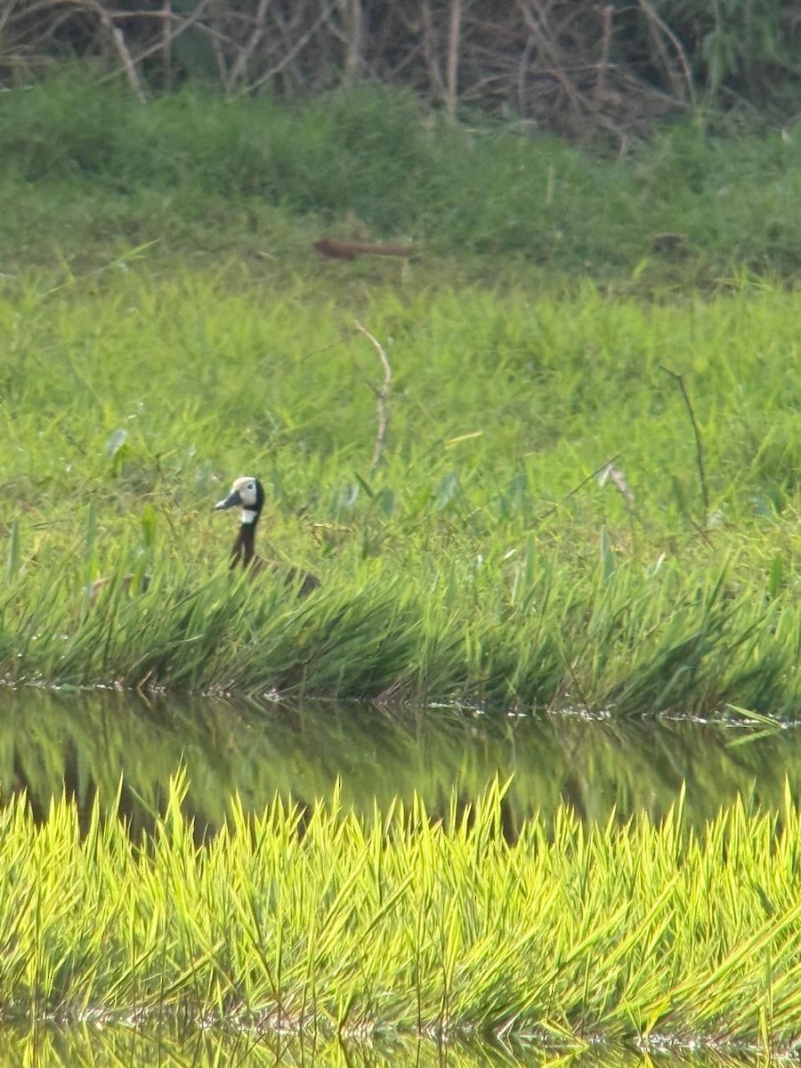 husička vdovka - ML640584046