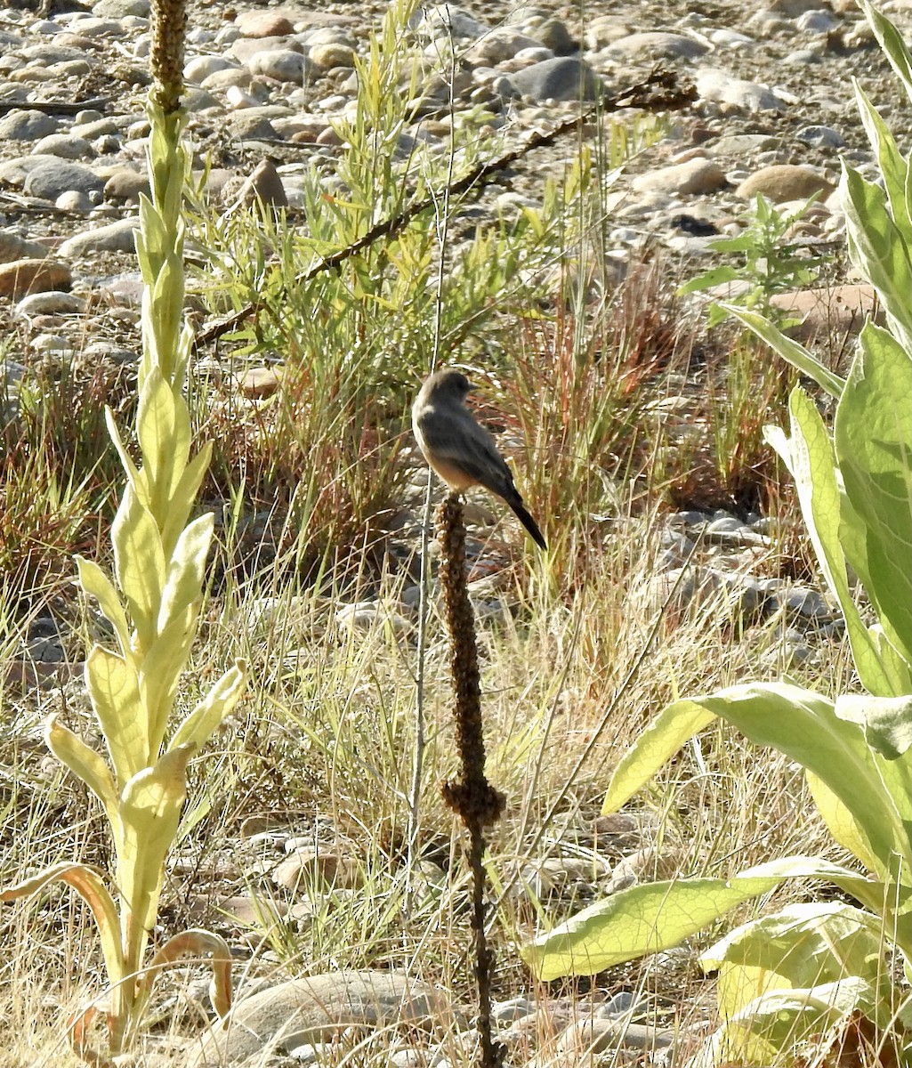 Mosquero Llanero - ML640584073