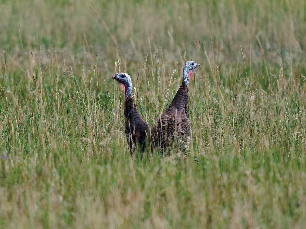 Wild Turkey - ML640584120