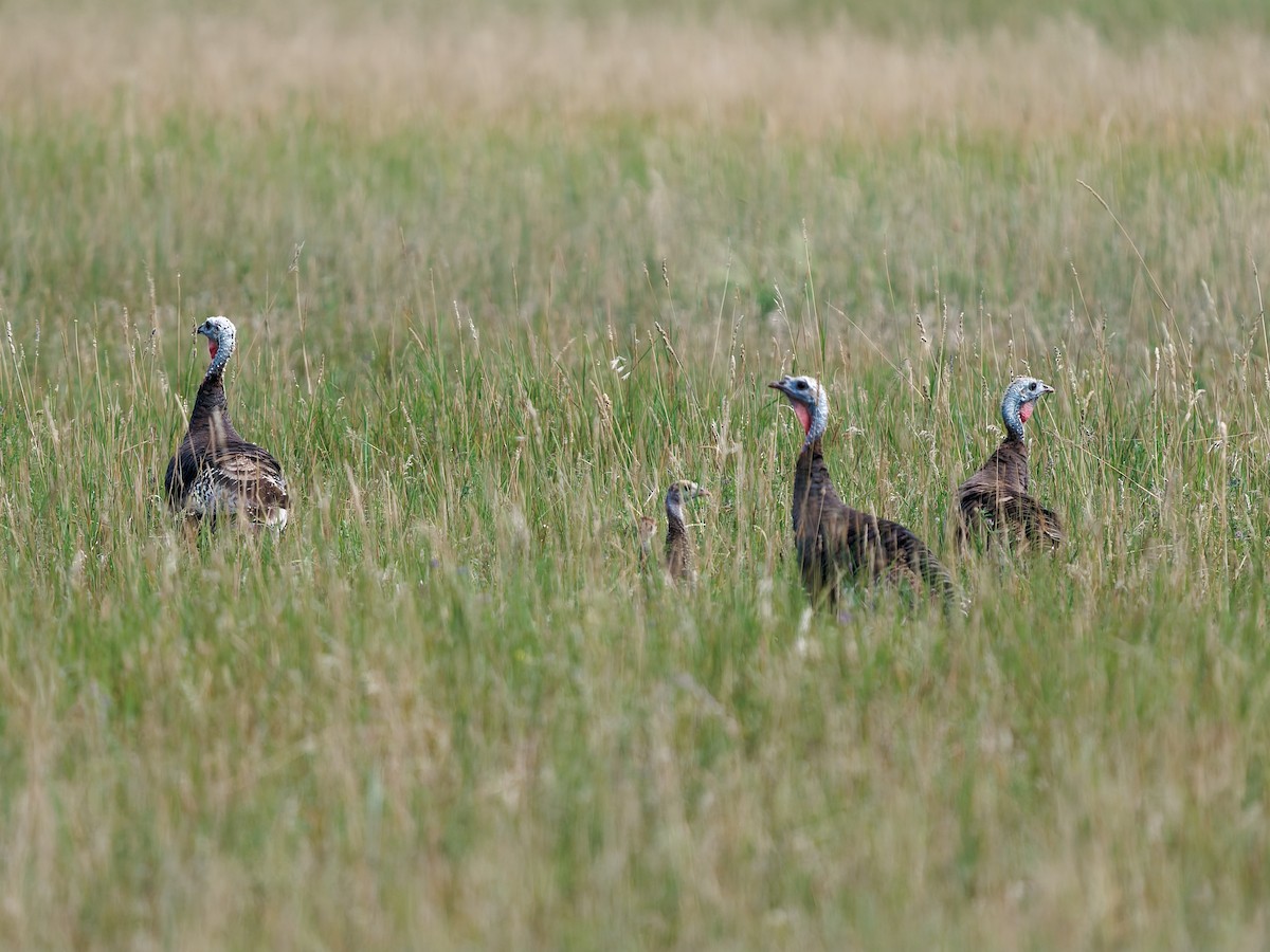 Wild Turkey - ML640584121