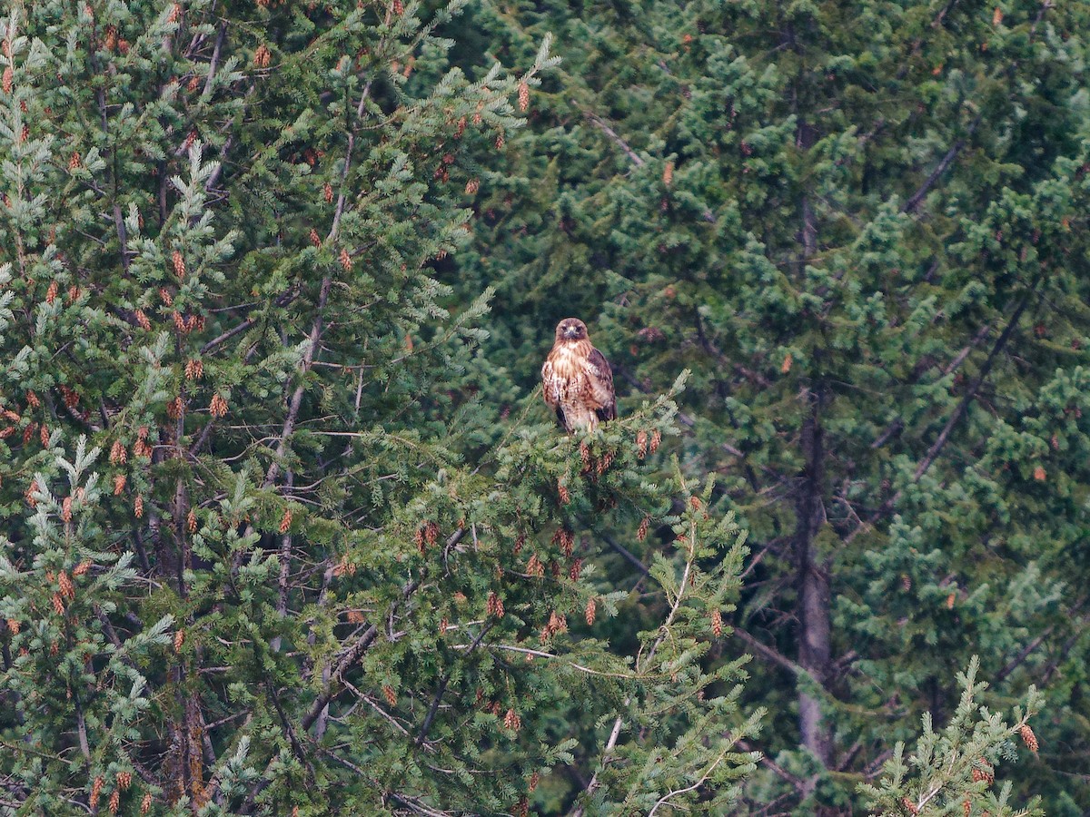 Red-tailed Hawk - ML640584125